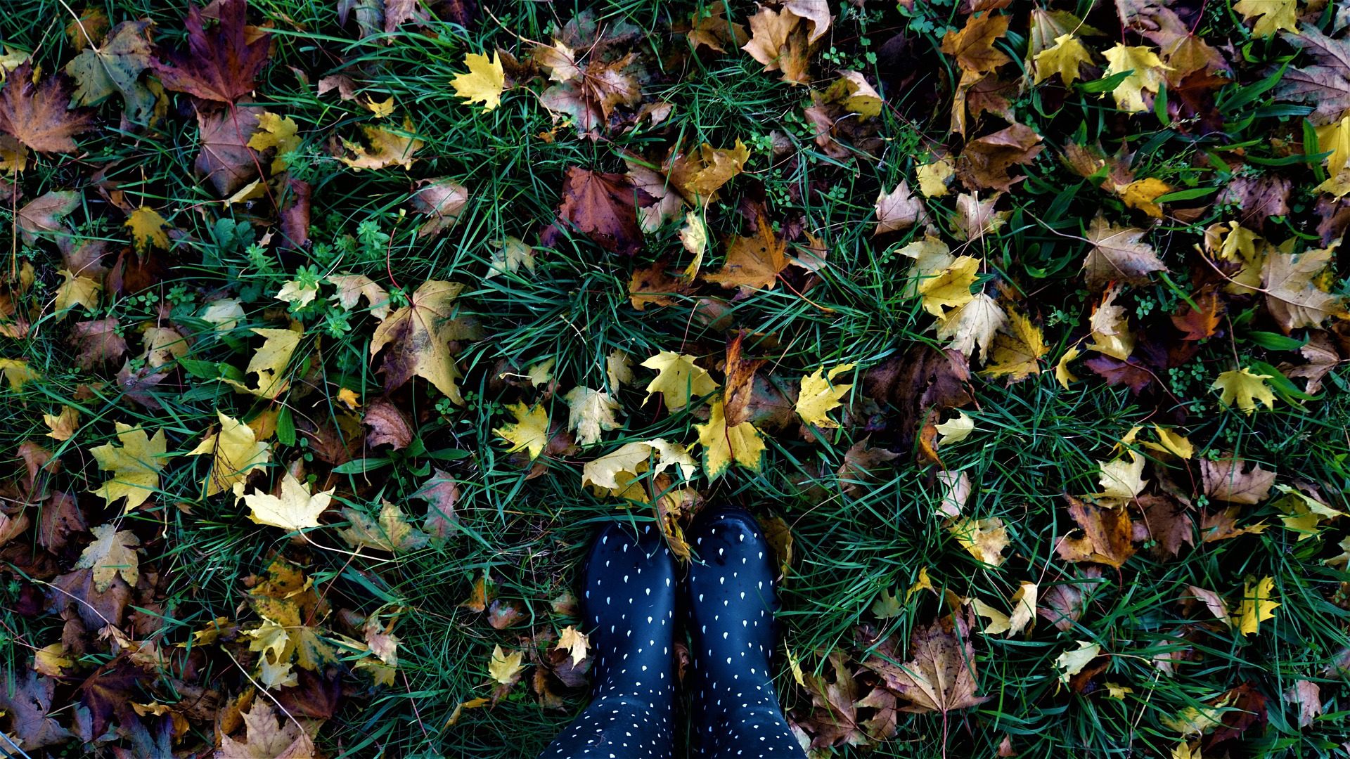 a person with blue socks on and white spots standing in green grass and autumn colerd leaves.