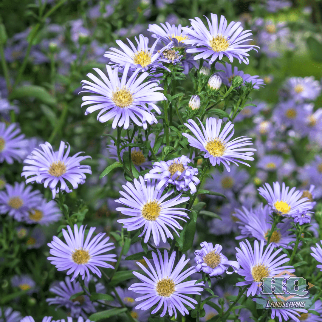 purple fall flowers