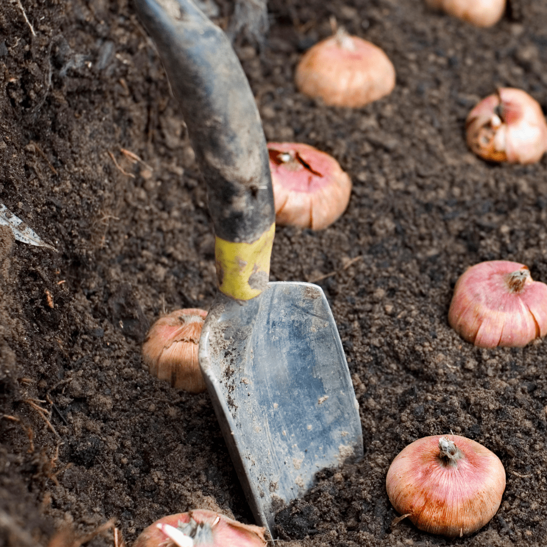 Planting Bulbs in a garden showing a small shovel